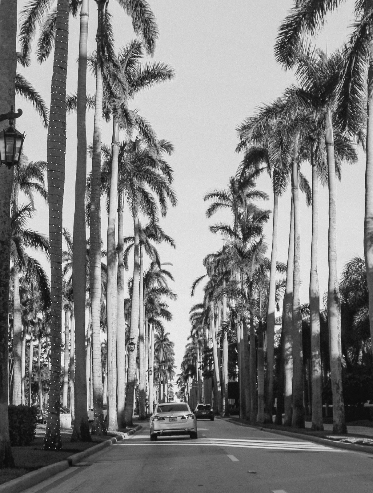 Palm Beach Roadside Trees; Palm Beach Advertising Company